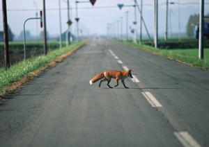 山梨県の車検でお勧めのコバックとは